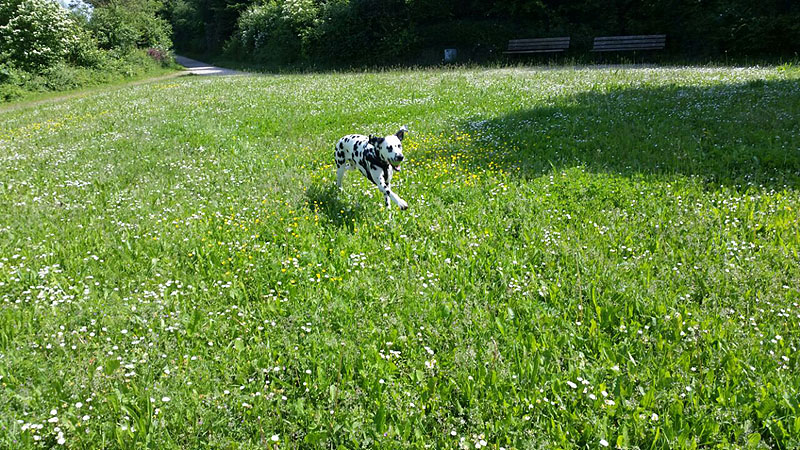 IMG_8804_20150302_41