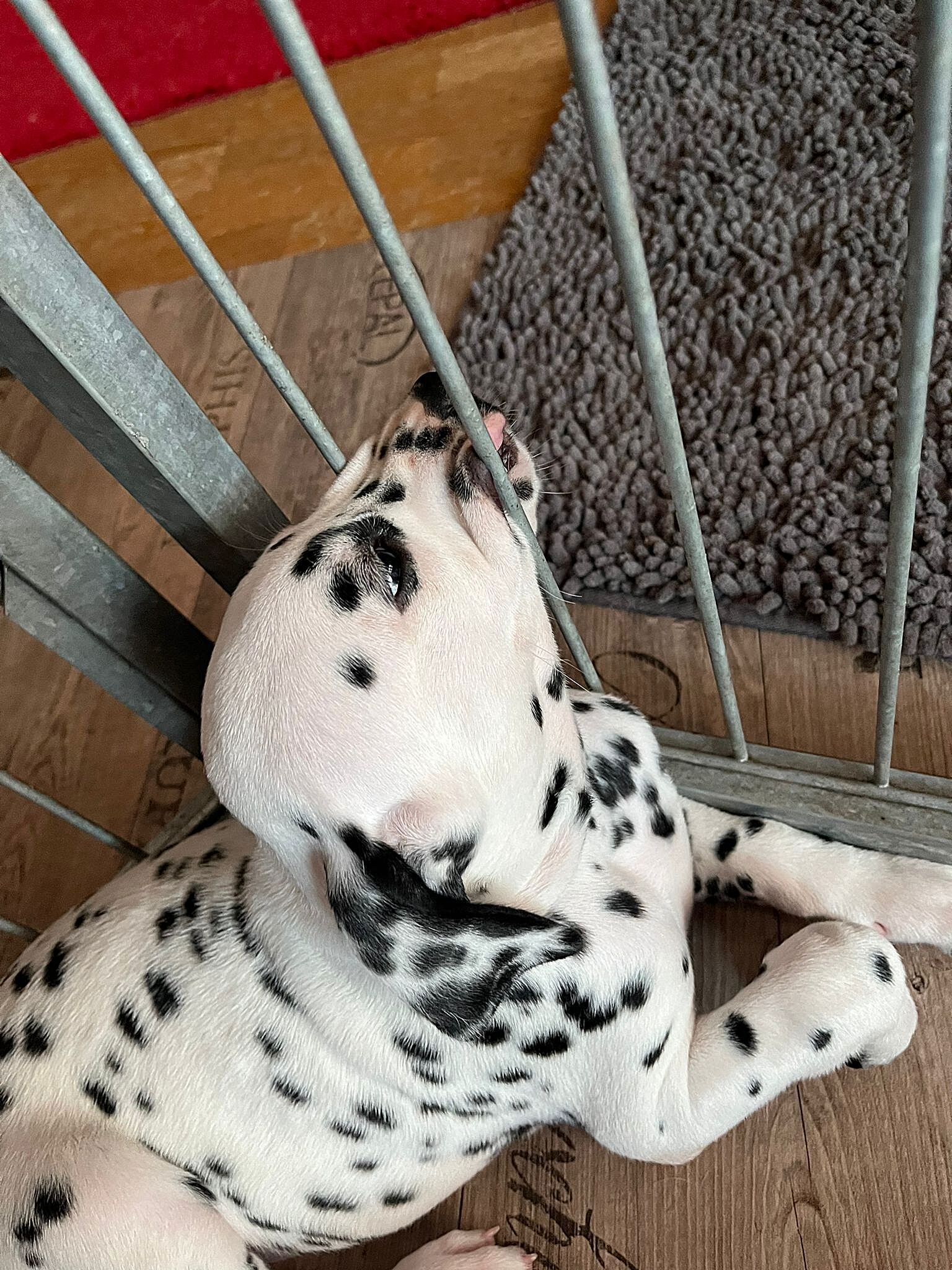 20240812_164500_36818183-753e-4a29-a169-2f5e39715ac9