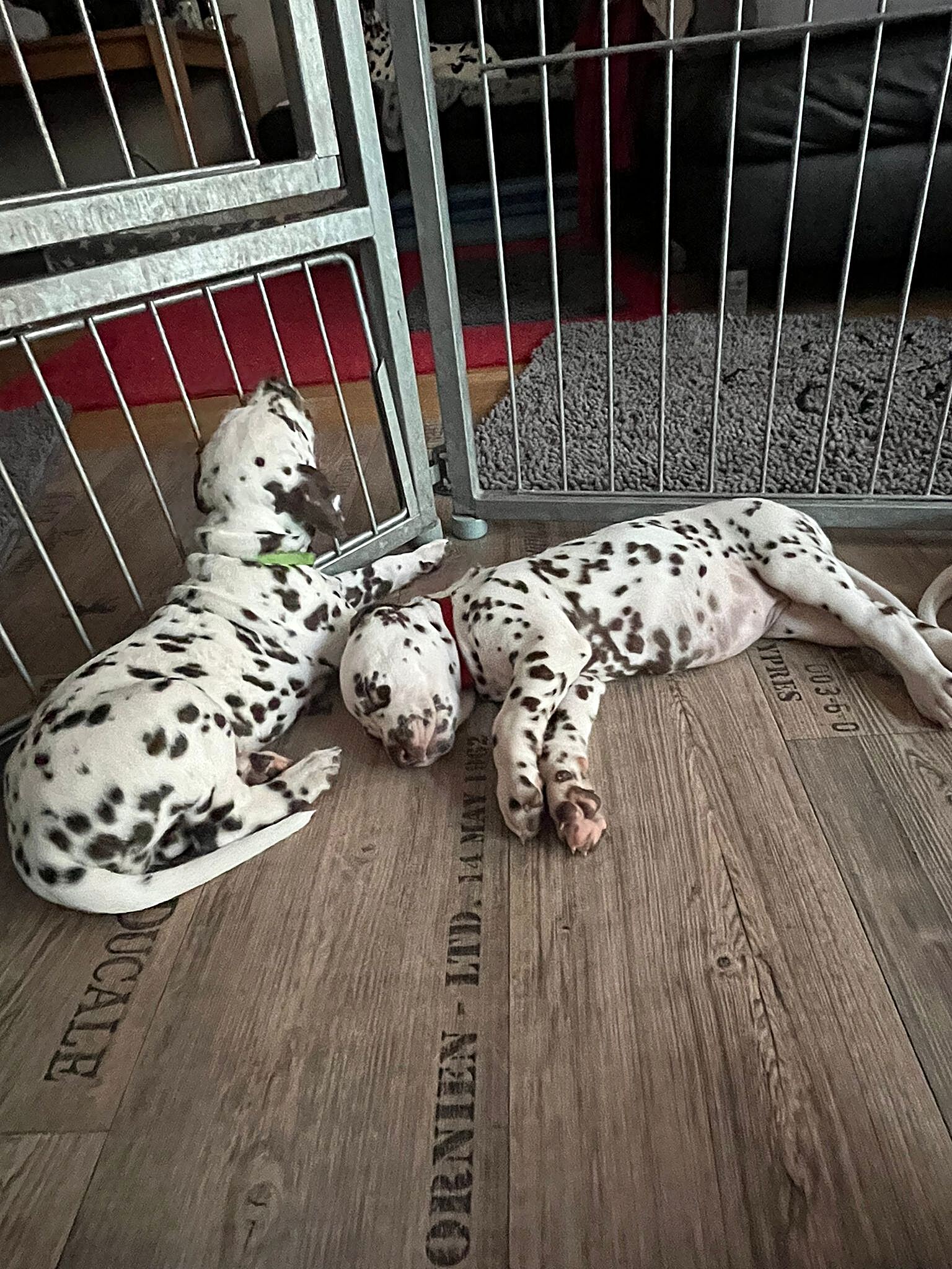 20240812_164500_f8522498-90a7-4108-98e1-ddcd12ac72cd