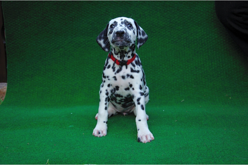 IMG_8200_2013-08-01_1902_007