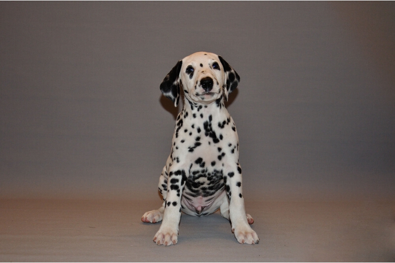 IMG_8200_2013-08-06_1925_021