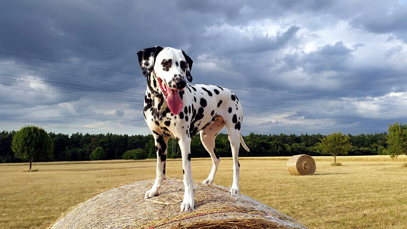 IMG_8804_20150302_45