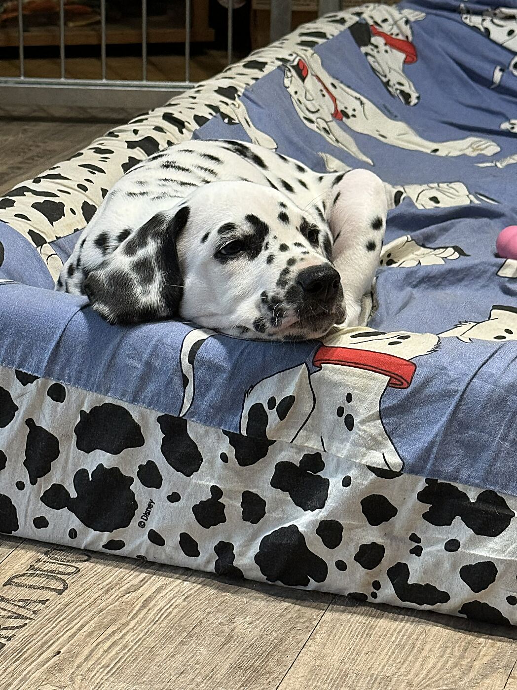 20240819_174238_IMG_1084