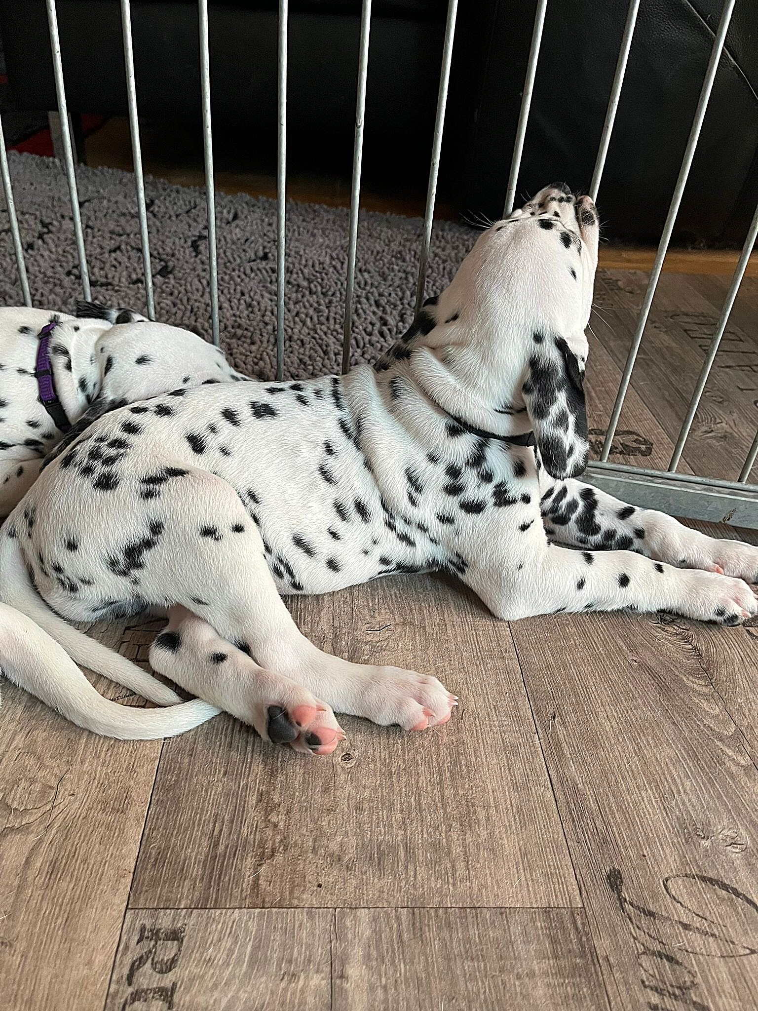 20240812_164500_2bf10590-3537-4027-acb6-8213b633431c