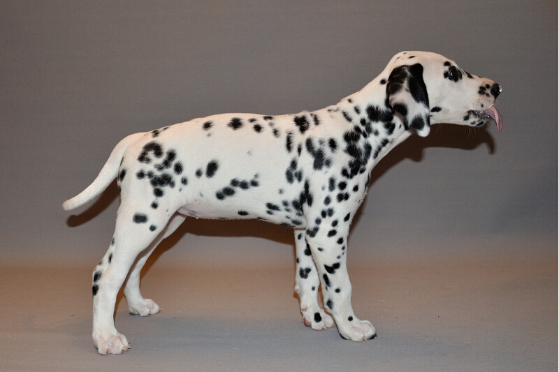 IMG_8200_2013-08-06_2044_052