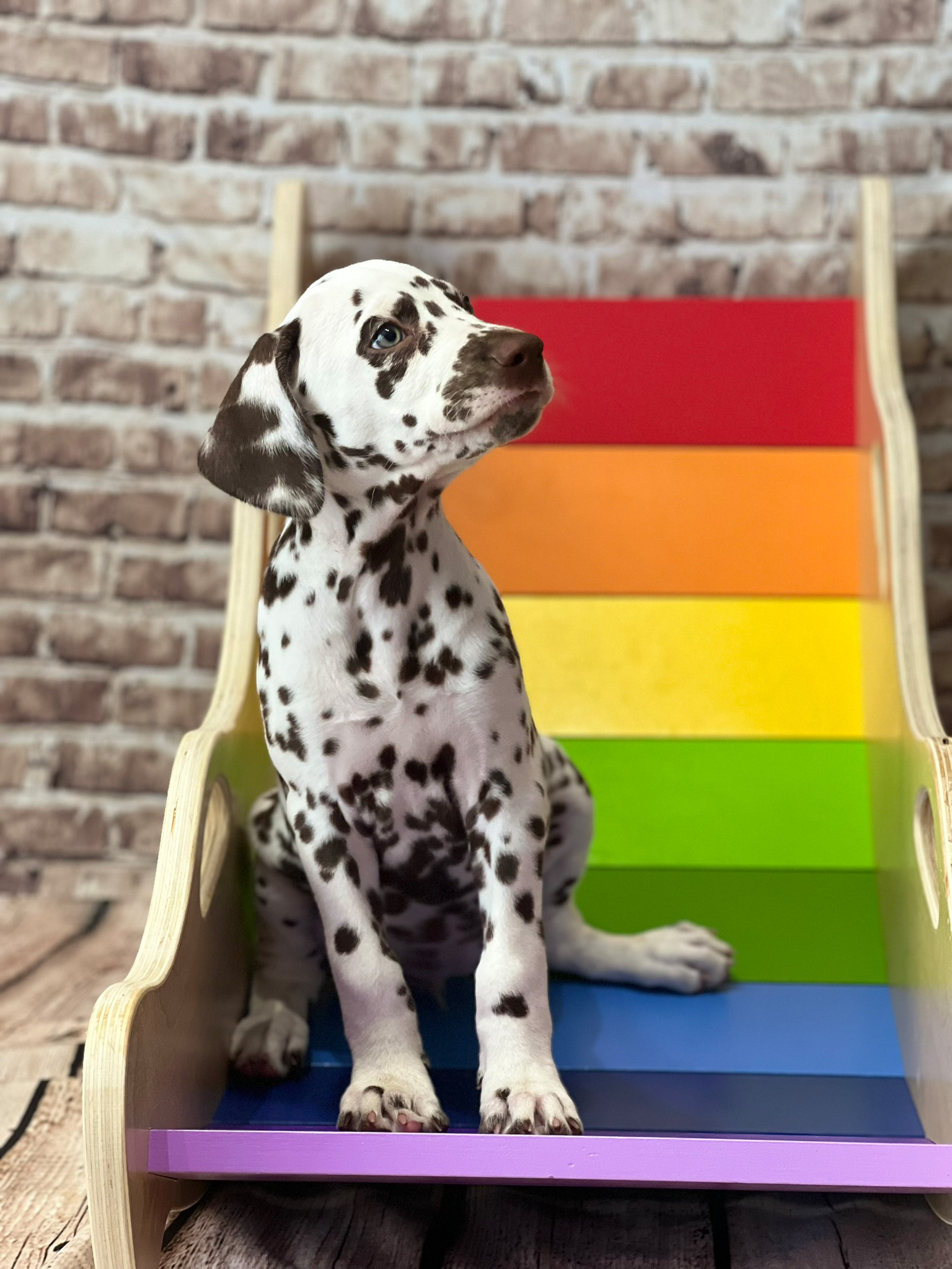 20240902_091200_Ginger