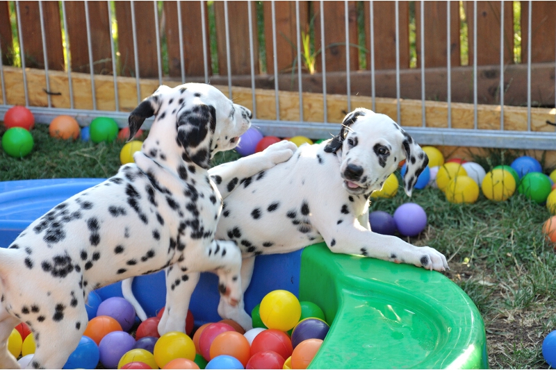 IMG_8200_2013-08-06_2085_065