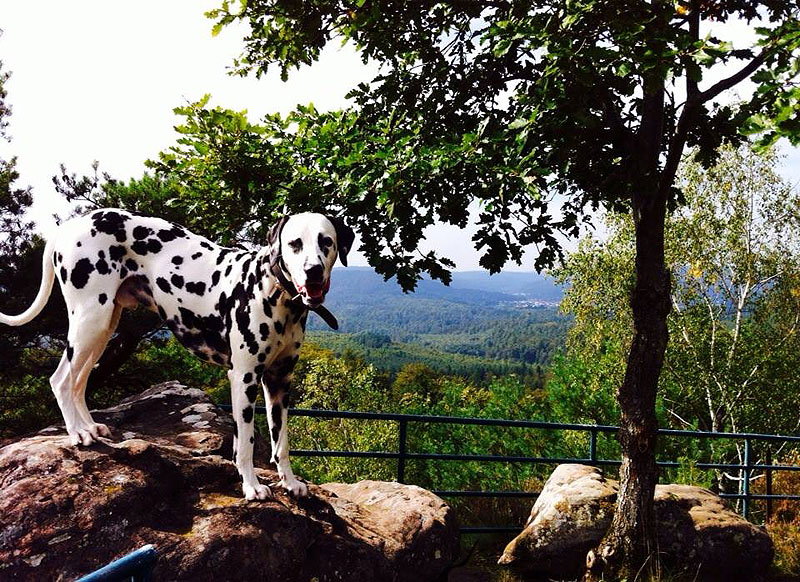 IMG_8796_20150402_07