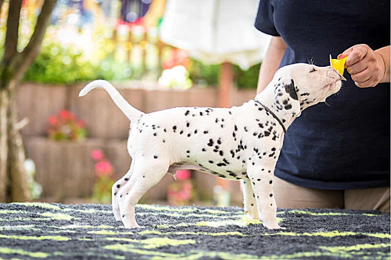 IMG_3658_EX8A6729