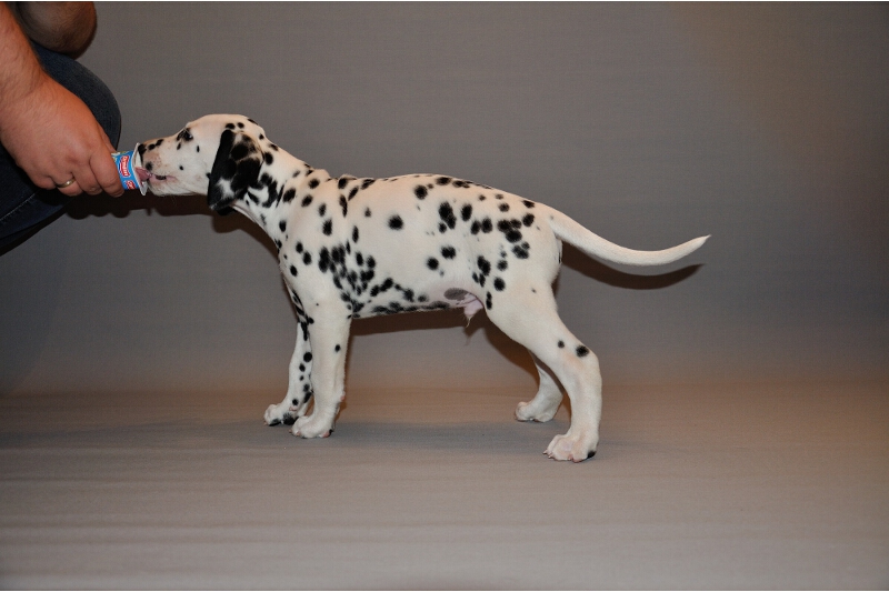 IMG_8200_2013-08-06_1914_014