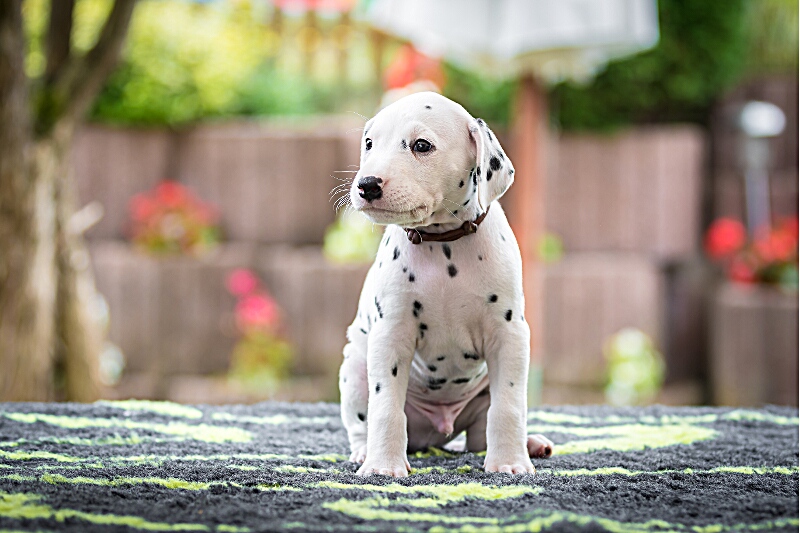 IMG_3658_EX8A6958