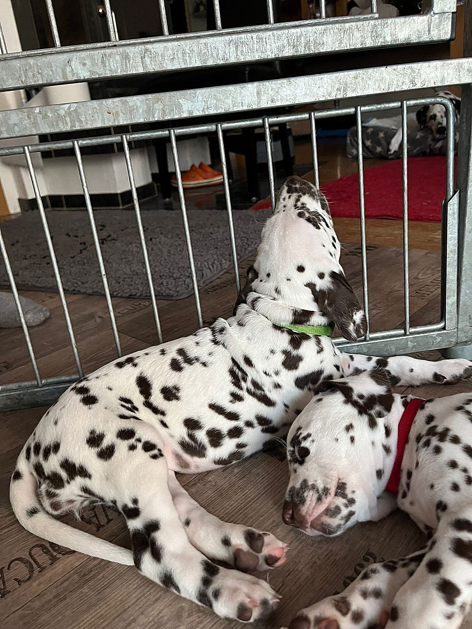 20240812_164500_d5030f92-03c5-40f1-9968-31702251af5e