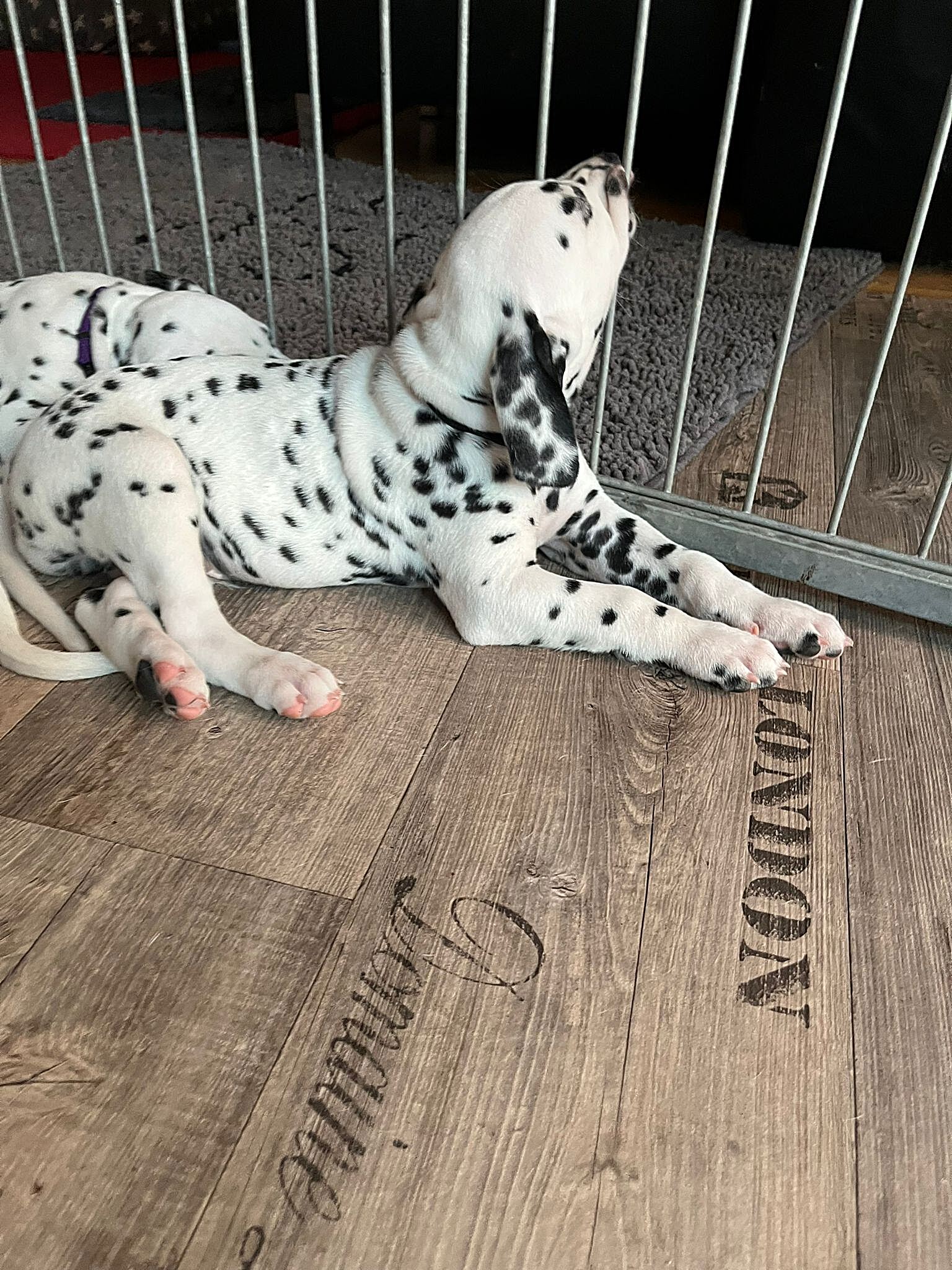 20240812_164500_f7a508a7-6272-45b7-b7fc-50038bd050cf