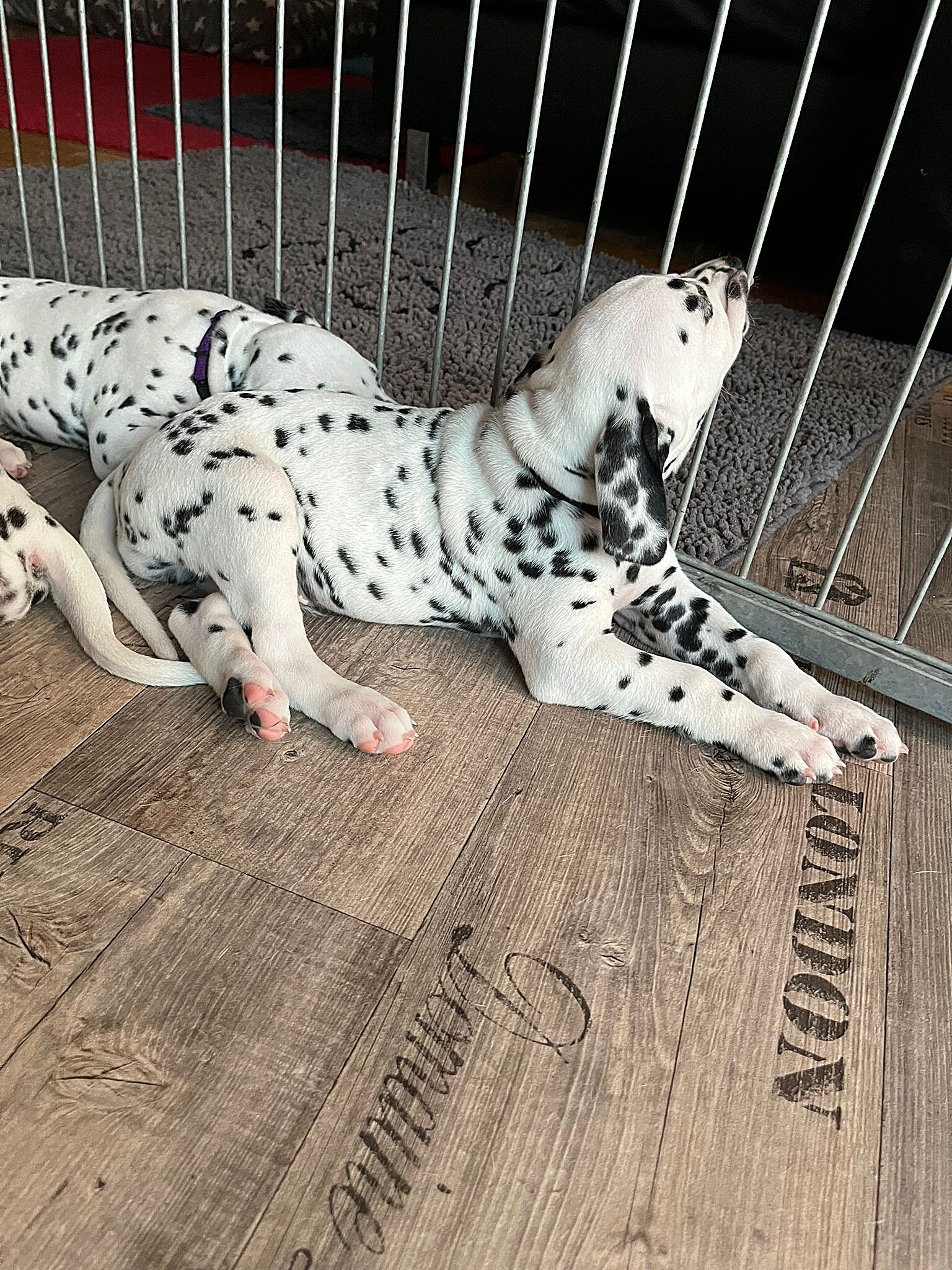 20240812_164500_089affa4-a652-4191-90f8-865092da9f60