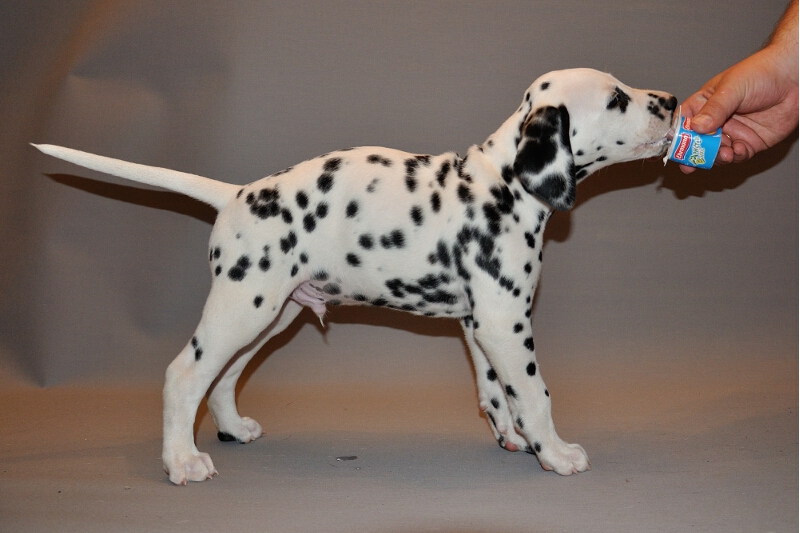 IMG_8200_2013-08-06_2073_061