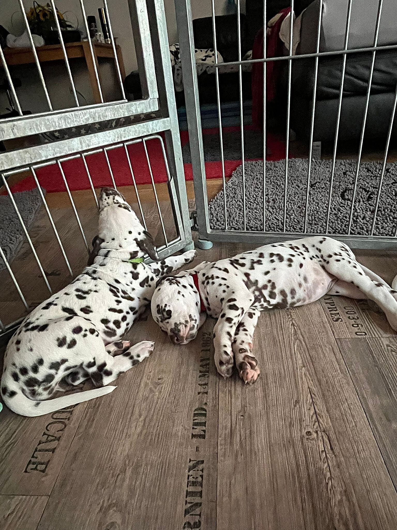 20240812_164500_864d7fde-81f1-4729-9e5b-0f2bd19dc300