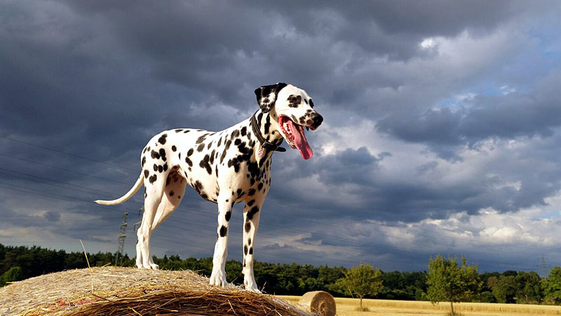 IMG_8804_20150302_31