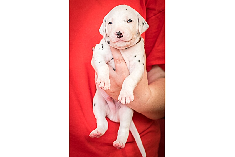 Herr Braun - IMG_2147_EX8A4130