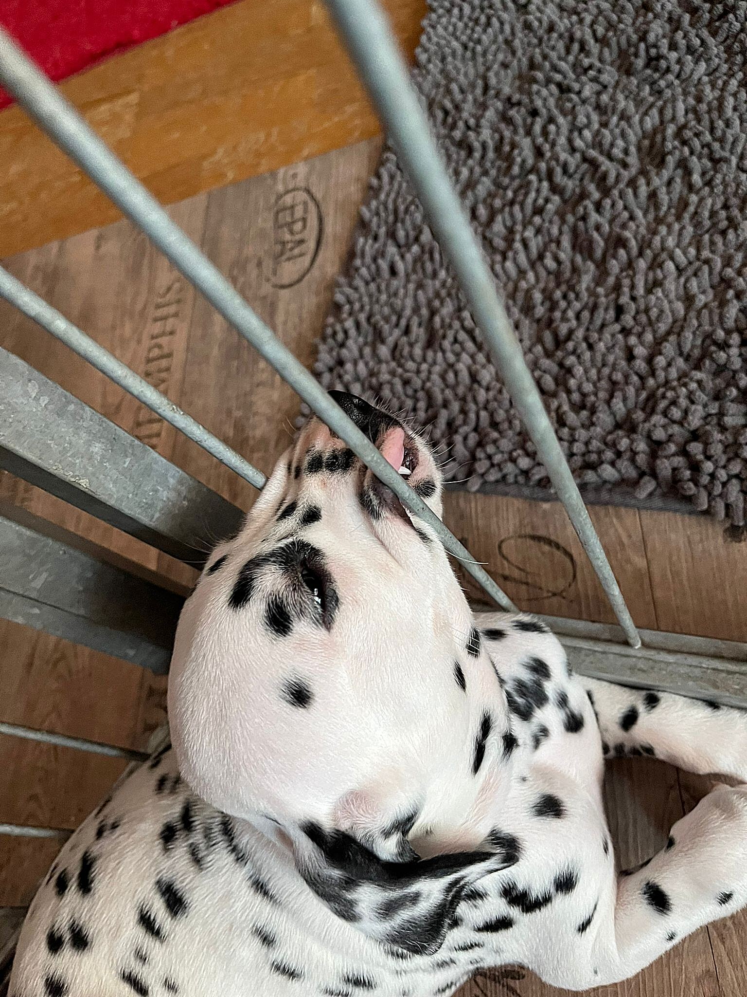 20240812_164500_320021d4-aa10-410a-b1f1-a1d1af872bdd