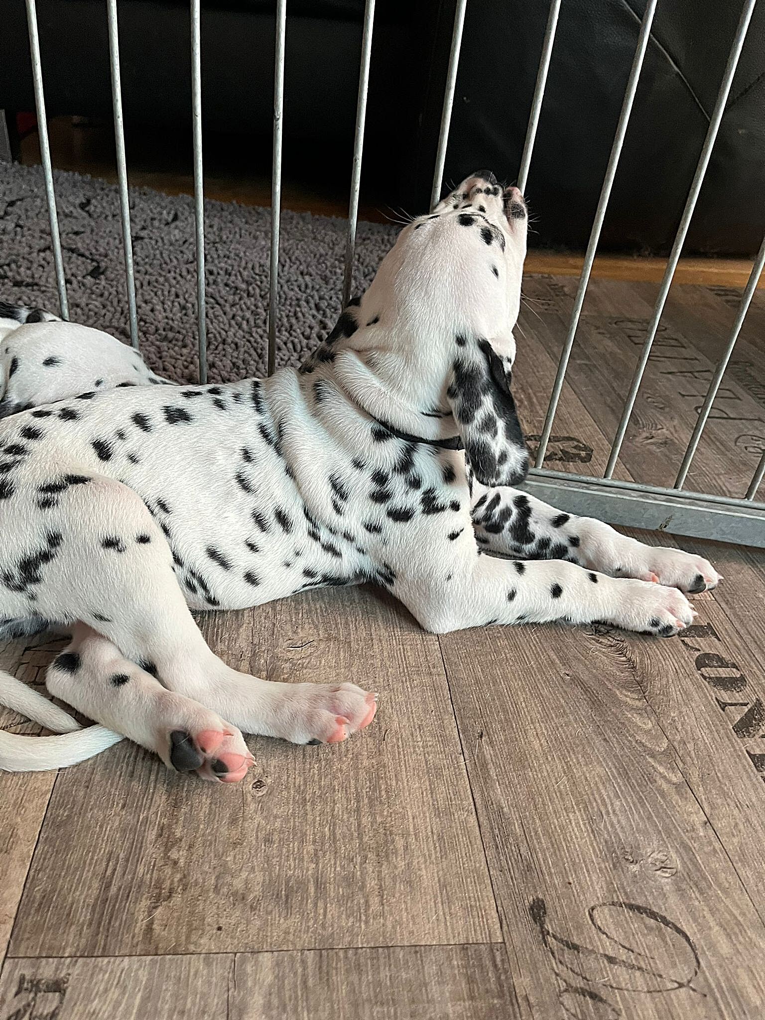 20240812_164500_78e7ddf5-23a4-4eed-a273-d5ae83c8d2e5