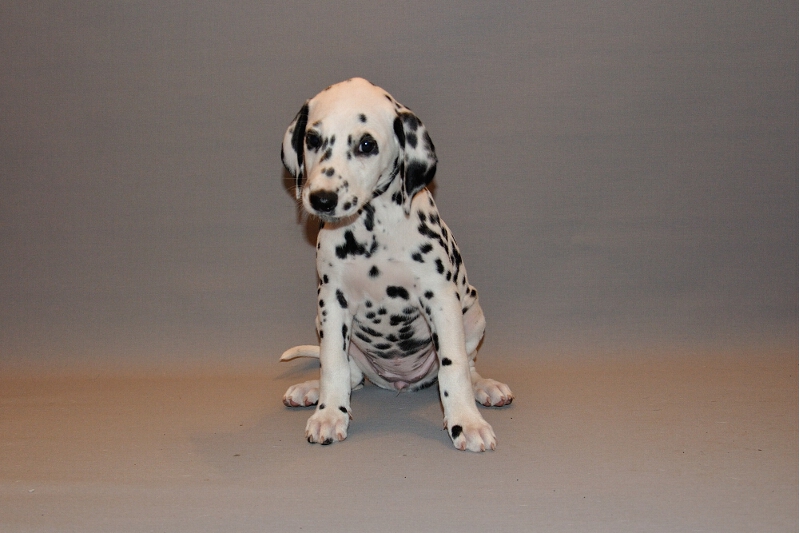 IMG_8200_2013-08-06_2030_049