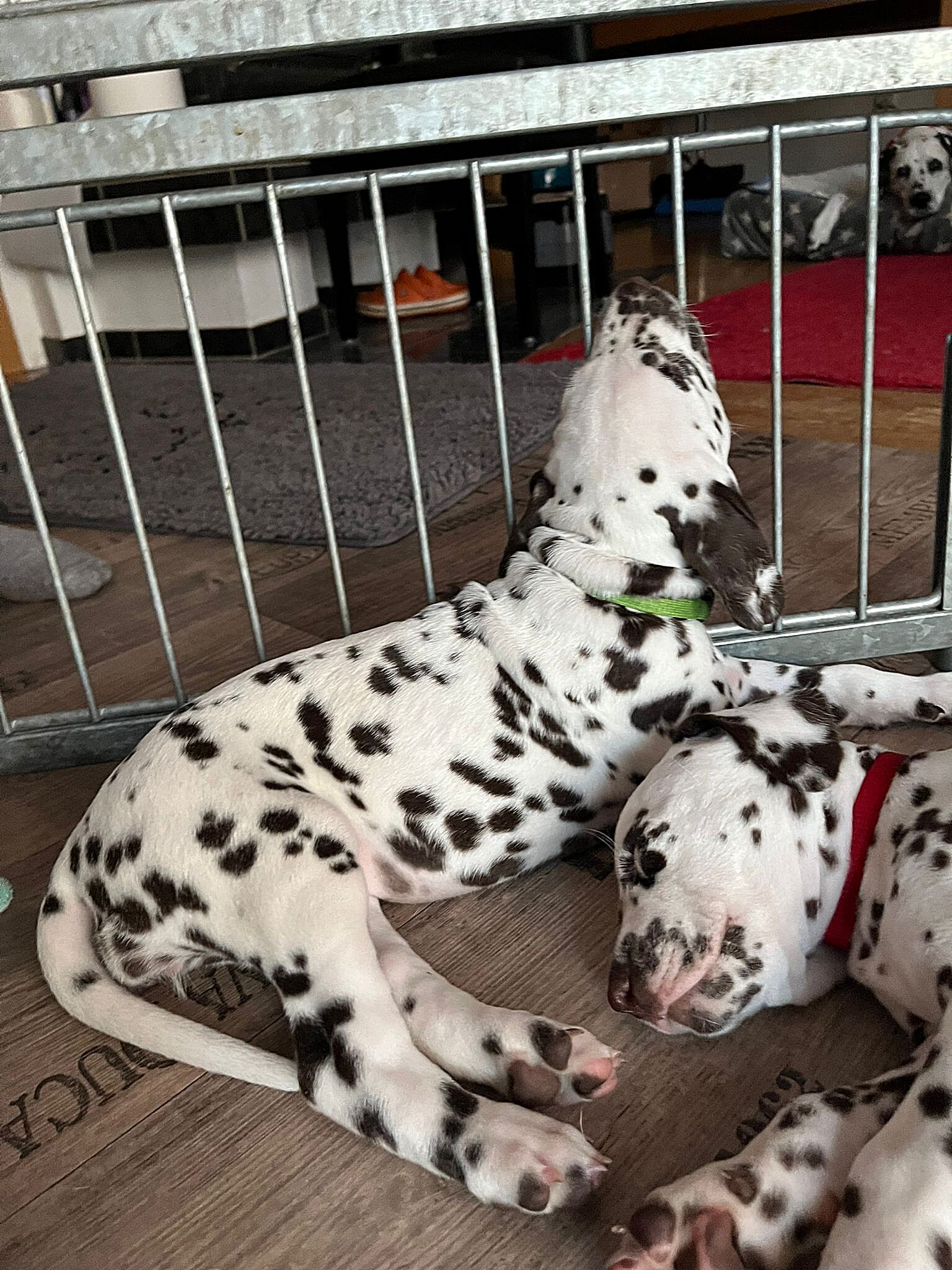 20240812_164500_216af199-4f0e-4cc8-addc-71ed74b3f3be