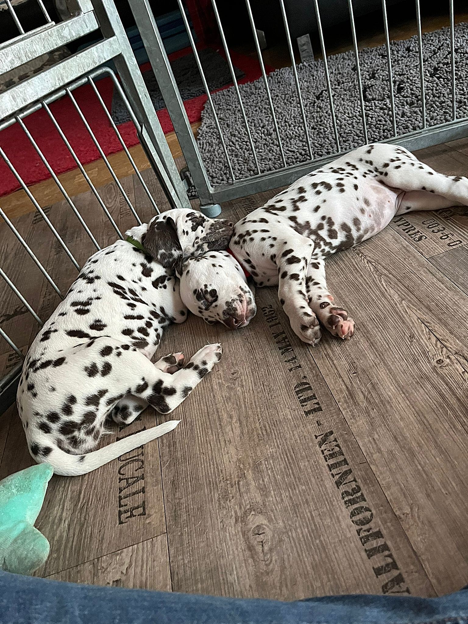 20240812_164500_7daebd5f-6fe7-473c-bcc0-df8859b9d5ff